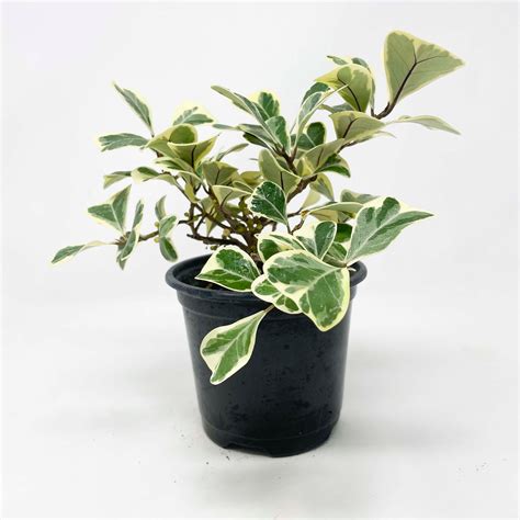 Ficus Triangularis Variegata Variegated Fig 4 Growers Pot Artofit