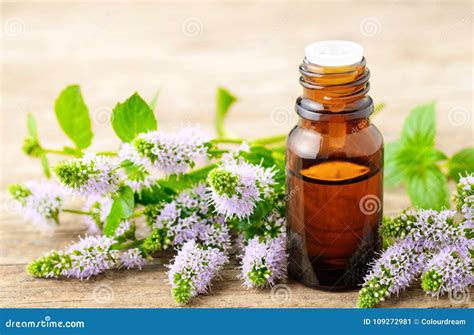 Fresh Purple Peppermint Flowers and Peppermint Essential Oil on the ...