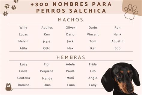 Nombres Para Perros Blancos Ideas Creativas Y Originales