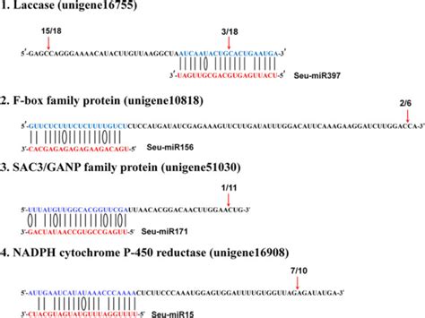 Verification Of Mirna Mediated Target Gene Cleavage Through Race