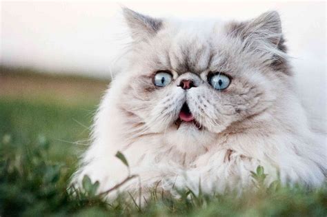 Most Expensive Cat Breeds In The World