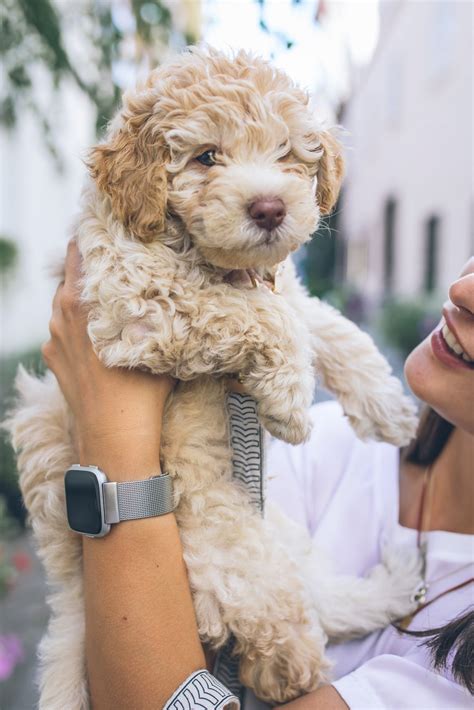 How To Groom A Goldendoodle Secrets To Good Grooming