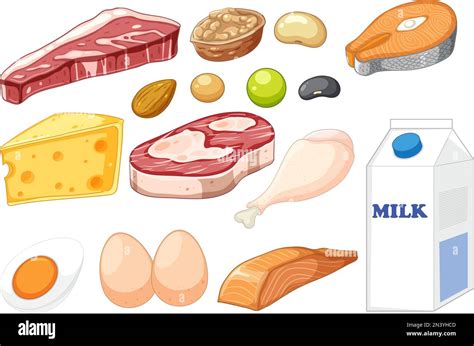 Group Of Protein Food Illustration Stock Vector Image Art Alamy