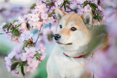 How to Protect Your Pup From Parvo | Rose City Animal Clinic