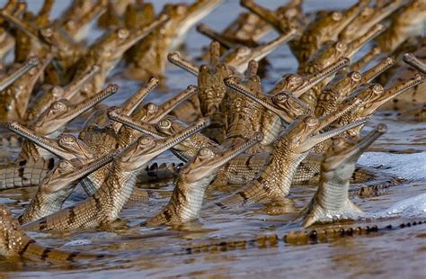 Crocodile Dad Gives Over 100 Babies a Ride on His Back | Colossal art ...