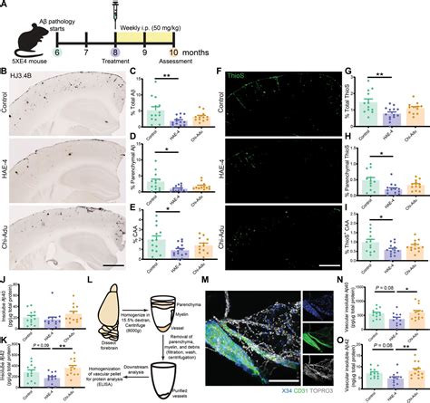 APOE Immunotherapy Reduces Cerebral Amyloid Angiopathy And Amyloid