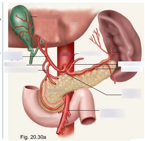 Celiac Trunk Vasculature Diagram Quizlet