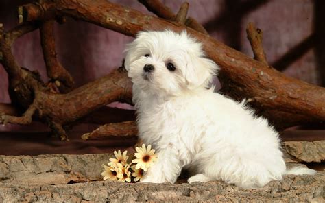 dog backgrounds   amazing wallpapers  dogs