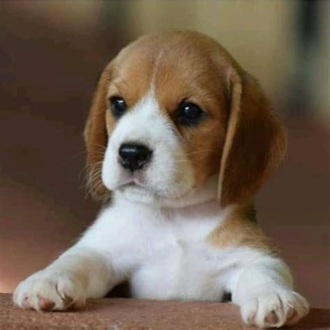 Check Out Our Store For Beagles And Other Dogs As Well Perros Y