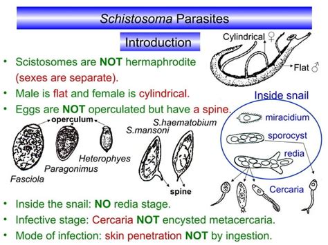 Schistosoma Parasitology Kasr El Einy Department Ppt