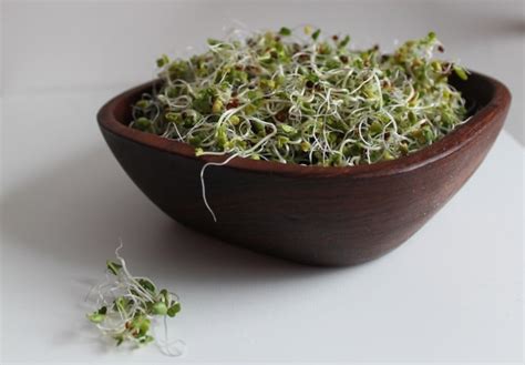 How To Grow Broccoli Sprouts At Home A Step By Step Guide For