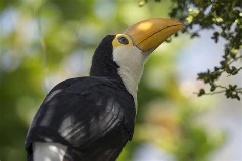 Toucan play that game 😉 Toco toucan chicks hatched...