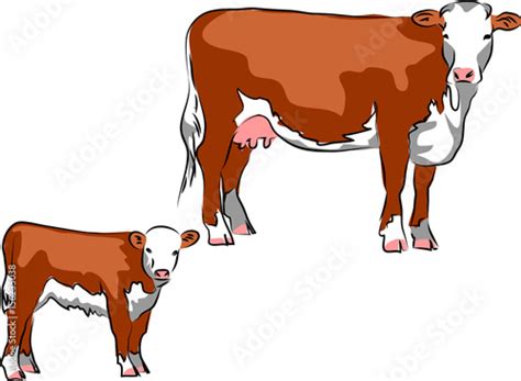 Hereford Cow Cartoon