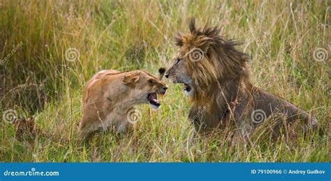 Luta Na Família Dos Leões Parque Nacional Kenya Tanzânia Masai Mara