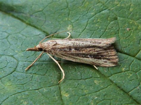 Friedlanderia Cicatricella Suffolk Micro Moths The Micro Moths Of