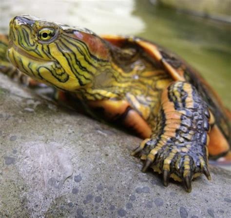 C Mo Cuidar Una Tortuga De Agua Pasos