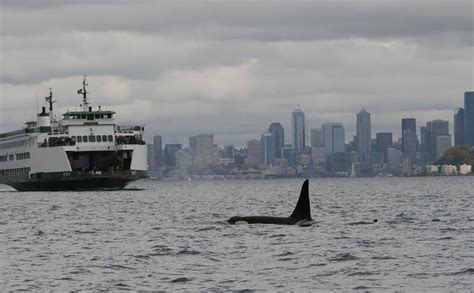 Quiet Sound Project Tries Slowing Puget Sound Shipping To Protect