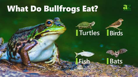 Bullfrog - A-Z Animals