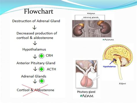 Ppt Addisons Disease Powerpoint Presentation Free Download Id2843179