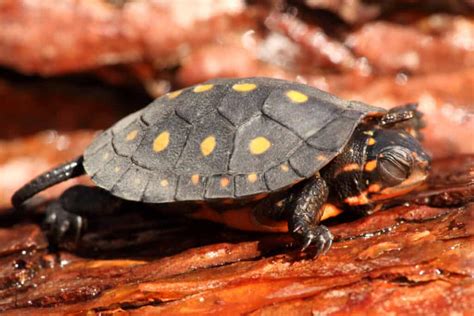 Turtles In Pennsylvania Species With Pictures Reptiles Time