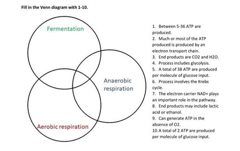 Respiration Fermentation Venn Diagram Cellular Respiration