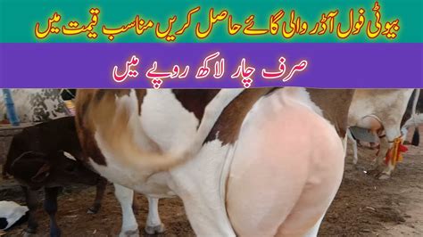 Today Malumor Mandi Jhang Update Cows For Sale Cow Fresh Rates Update