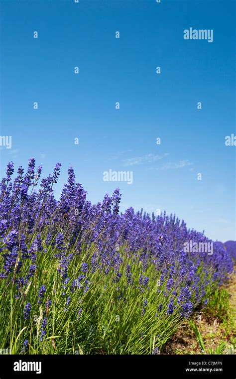 Lavandula Intermedia Grosso Lavendel Fotos Und Bildmaterial In Hoher