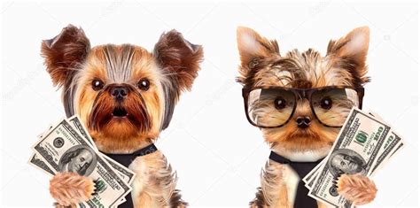 Funny Dogs Holding Bundles Of Money — Stock Photo © Boule1301 144221311