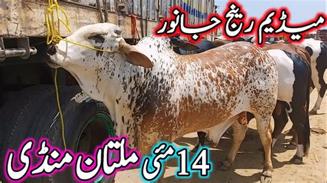 Karachi Se Sasta Mall Ha Multan Cow Mandi 2024 Cow Mandi 2024