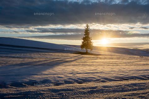 早春の夕暮れの雪の畑に立つマツの木 美瑛町の写真素材 Fyi07525132 ストックフォトの Qlean Market