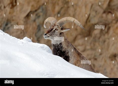 Bharal Blue Sheep Pseudois Nayaur In The Rock With Snow Hemis Np