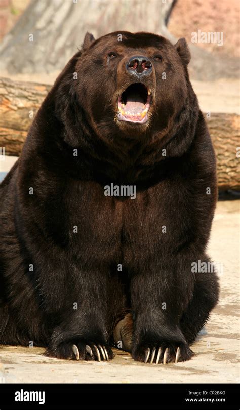 Brown bear with an open mouth Stock Photo - Alamy