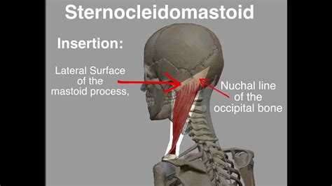 Sternocleidomastoid Origin Insertion Youtube