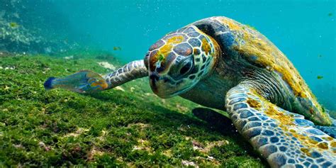 Floreana Island Galápagos Ecuador Things To Do Animals Planetandes