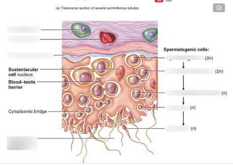 Spermatogenesis Diagram | Quizlet