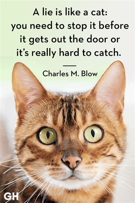 25 Best Cat Quotes That Perfectly Describe Your Kitten Funny And Cute Cat Quotes