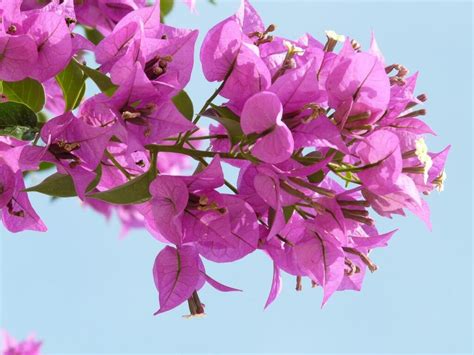 Bougainvillea Common Issues What Is Eating My Bougainvillea