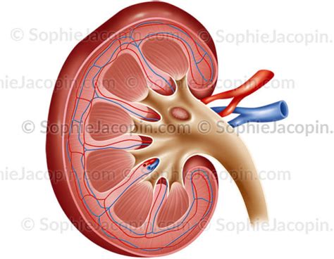 Structure Du Rein Sophie Jacopin