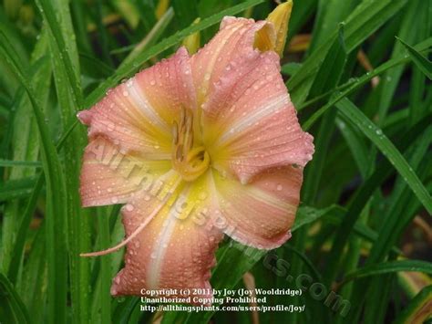 Photo Of The Bloom Of Daylily Hemerocallis Lake Norman Sunset