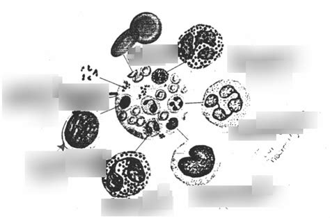 Hematology Structure Diagram Quizlet