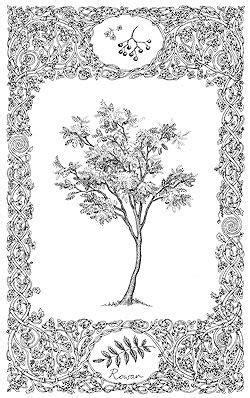 Rowan Tree Drawing at PaintingValley.com | Explore collection of Rowan ...