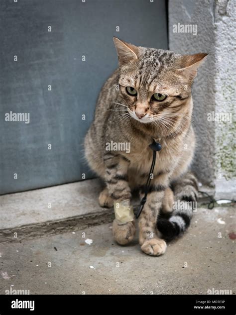 Sad cat with injury hi-res stock photography and images - Alamy