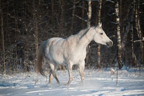 187 Dapple Grey Horse Arabian Stock Photos - Free & Royalty-Free Stock Photos from Dreamstime