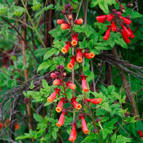 Chilean Glory Flower 'Tresco Mix' seeds - Eccremocarpus scaber