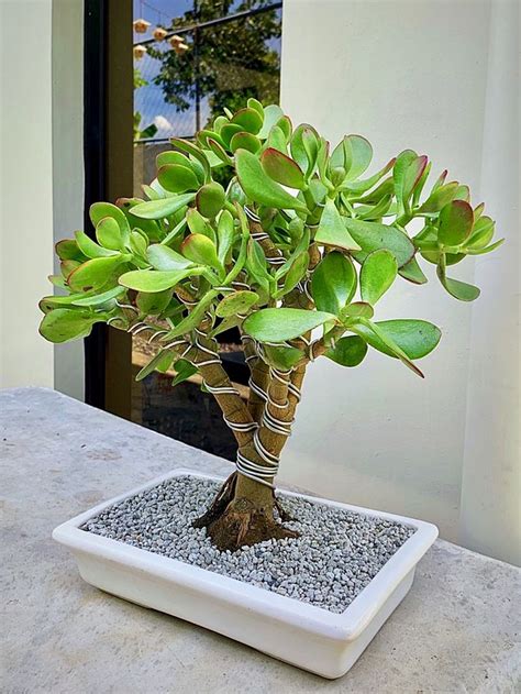 Stunning Crassula Ovata Bonsai Tree