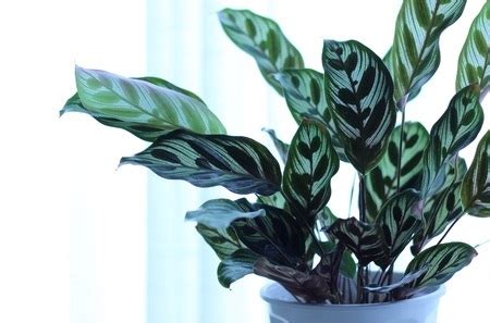 Calathea Makoyana Care Guide Garden And Plant Care