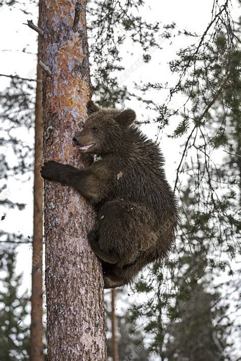 Brown Bear Cub Climbing A Tree Stock Image C0404059 Science