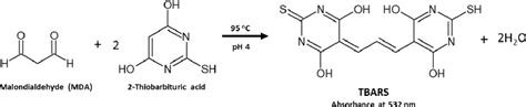 Archetype Thiobarbituric Acid Reactive Substances Reaction