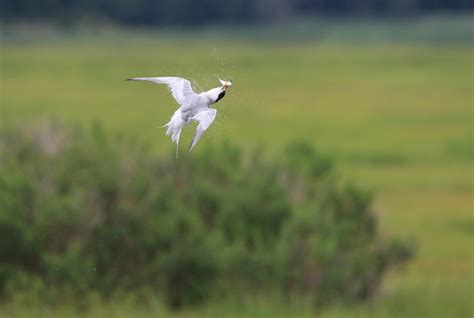 Common Tern | Audubon Field Guide