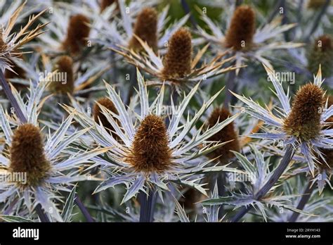 Sea Holly flowers Stock Photo - Alamy